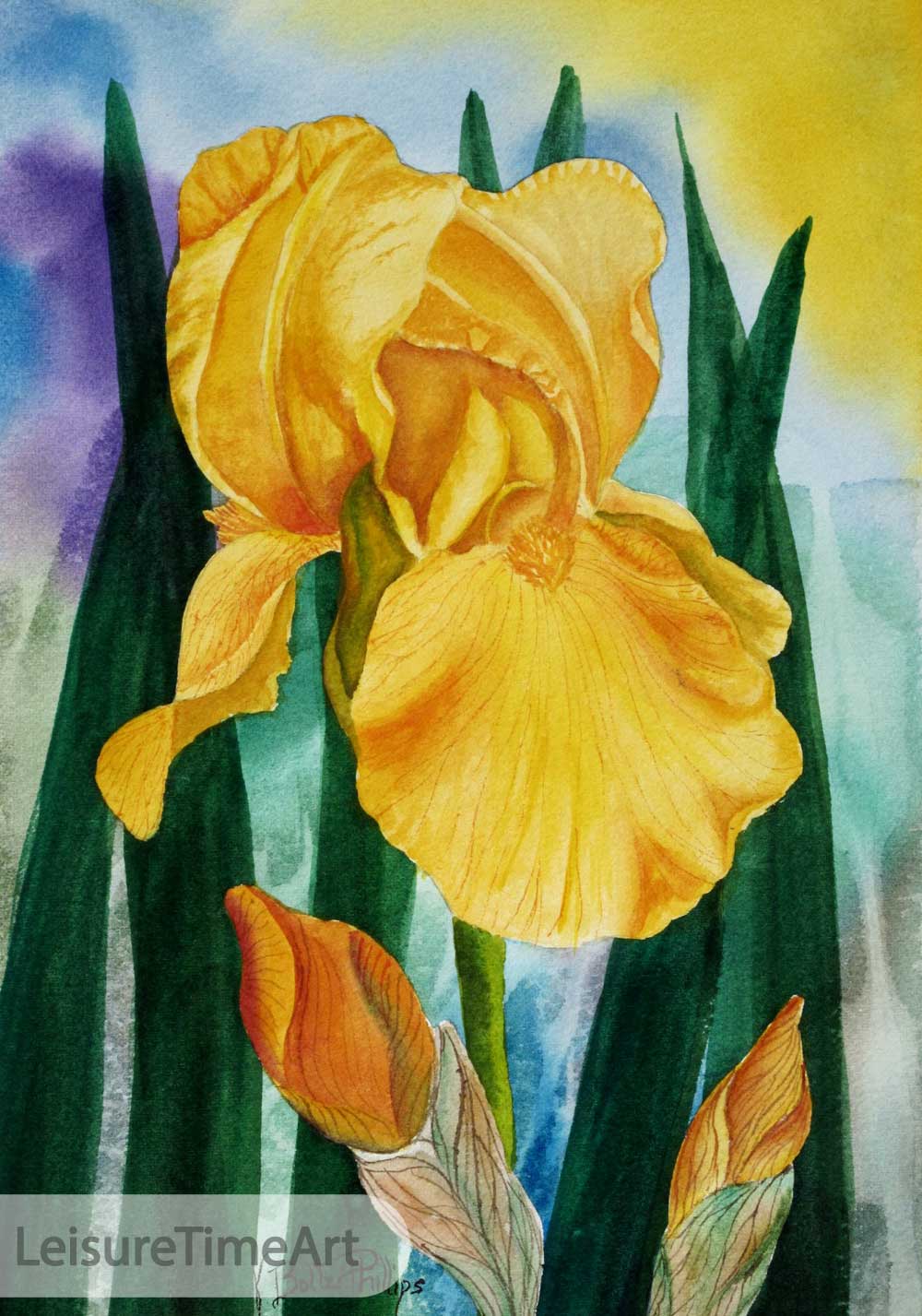 Iris Original Watercolor