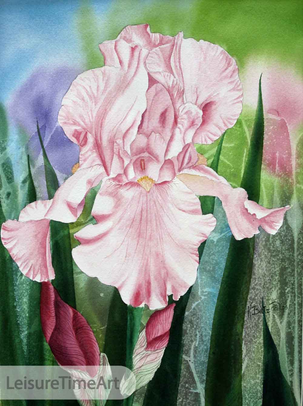 Pink Iris Original Watercolor